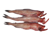 BOMBAY DUCK
